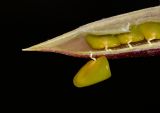 Image of taxon representative. Author is Татьяна Мальчинская