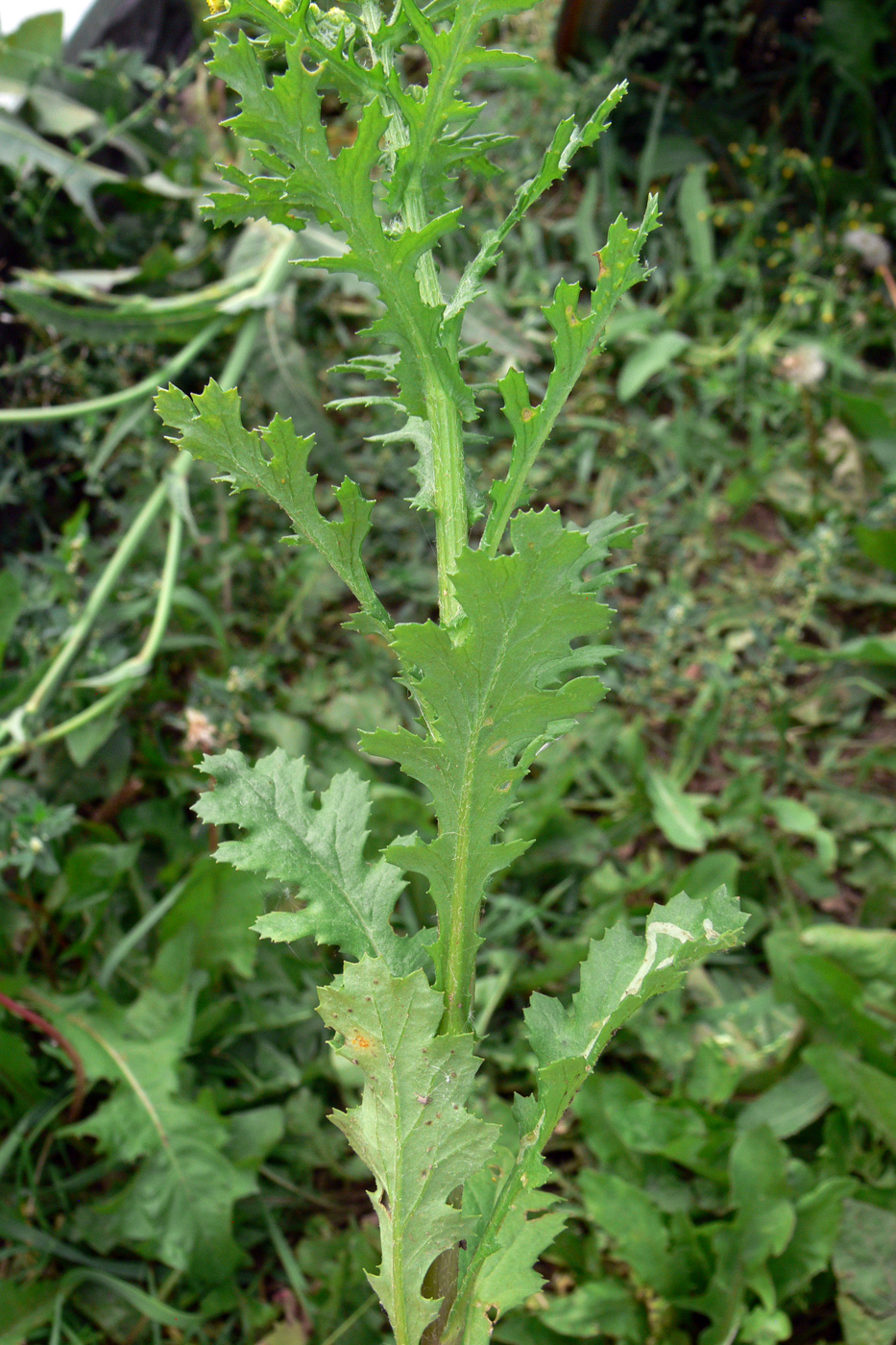 Изображение особи Senecio vulgaris.