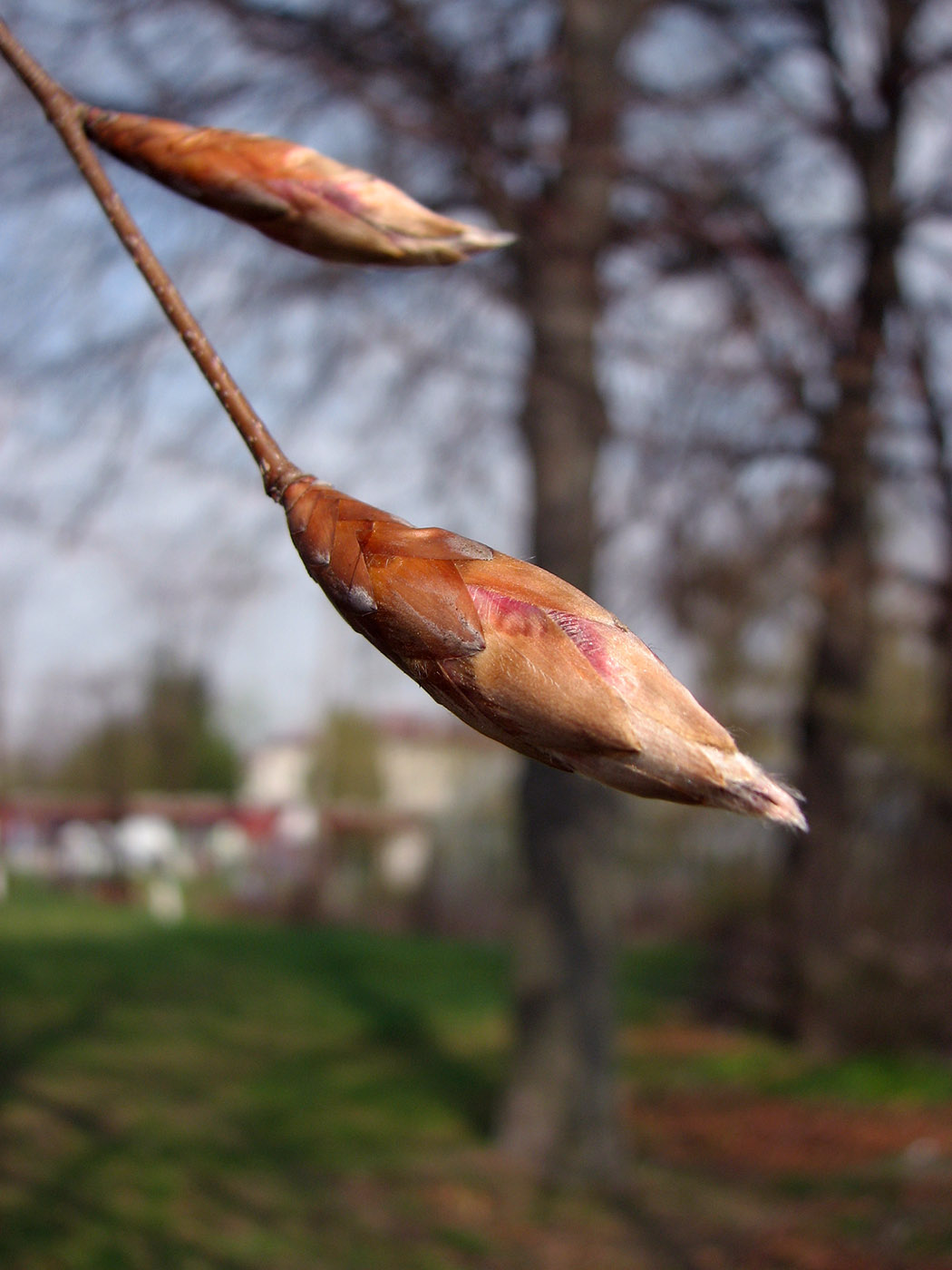 Image of Fagus sylvatica specimen.