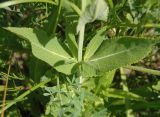 Salvia tesquicola