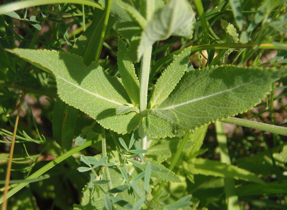 Изображение особи Salvia tesquicola.