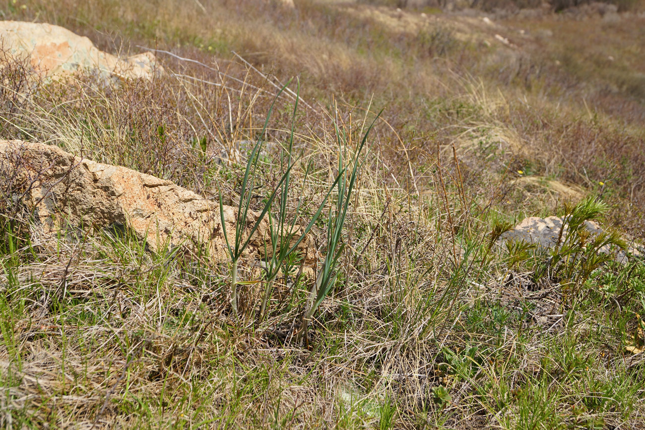 Image of Allium montanostepposum specimen.