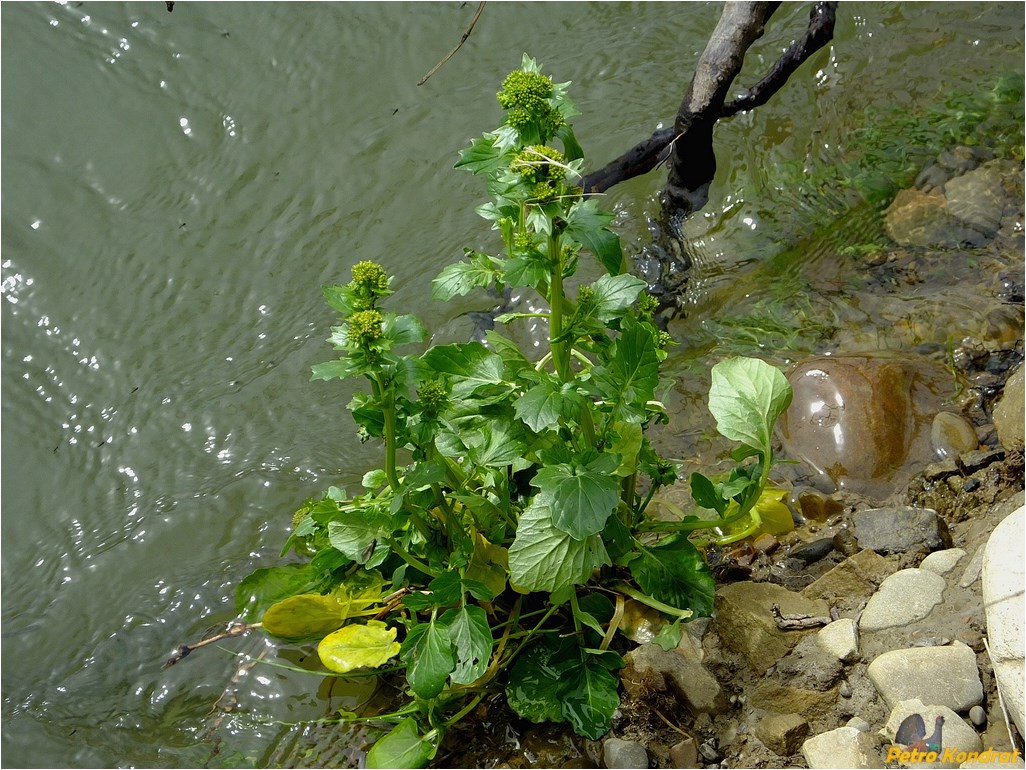 Изображение особи Barbarea vulgaris.