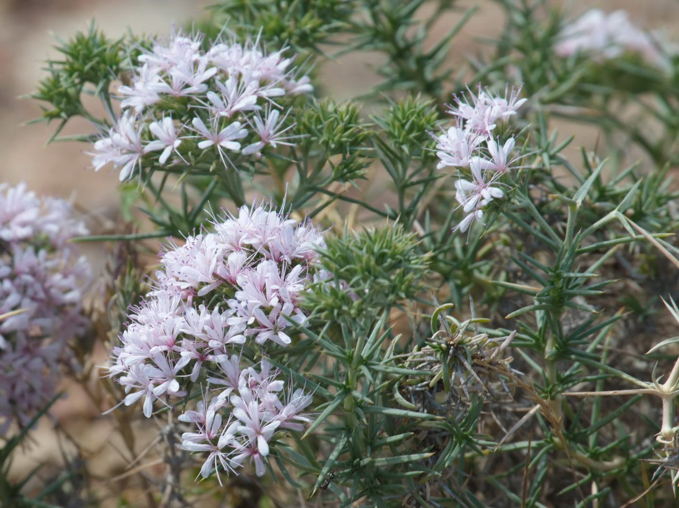 Изображение особи род Acanthophyllum.