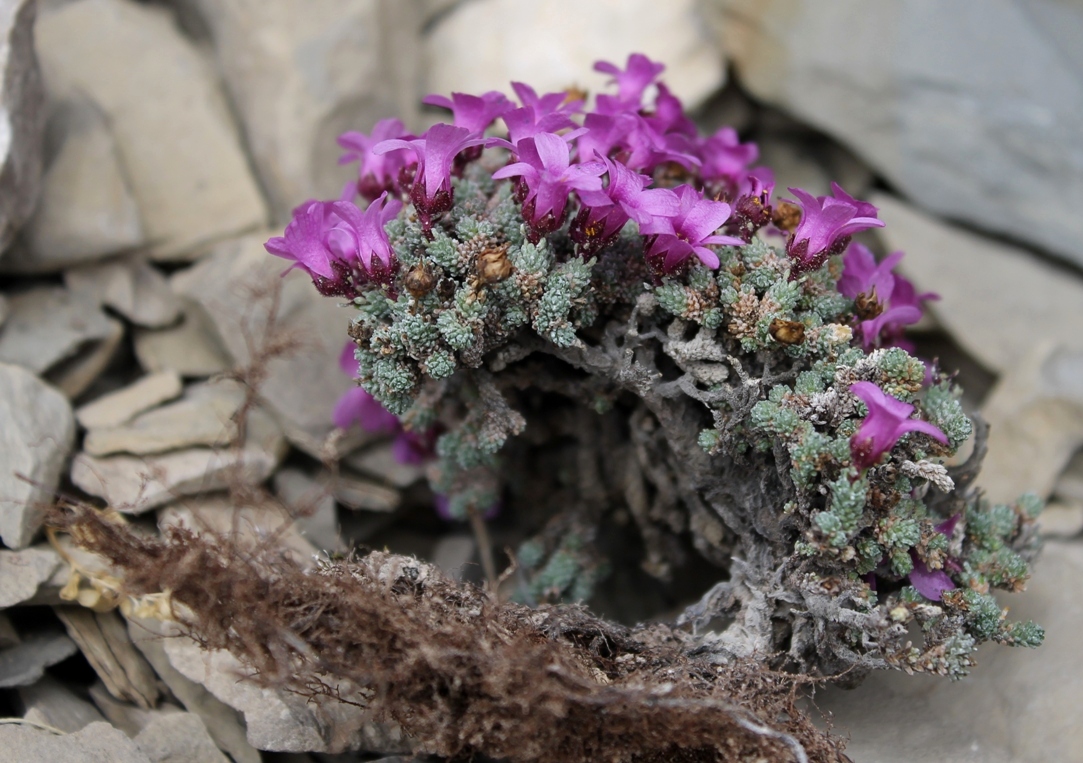 Изображение особи Saxifraga columnaris.