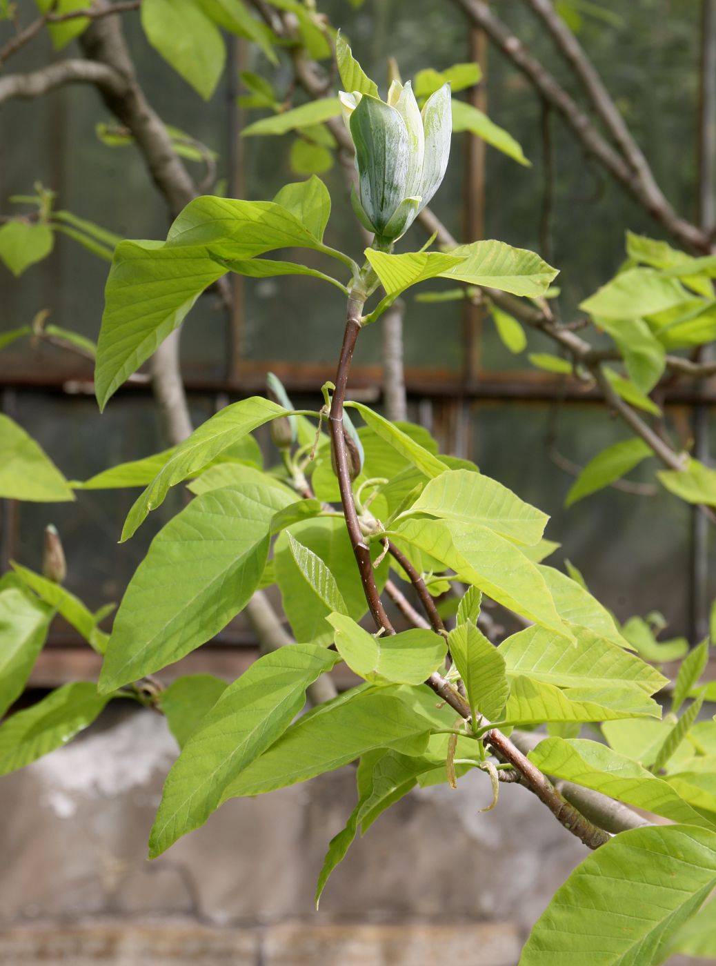 Image of Magnolia acuminata specimen.