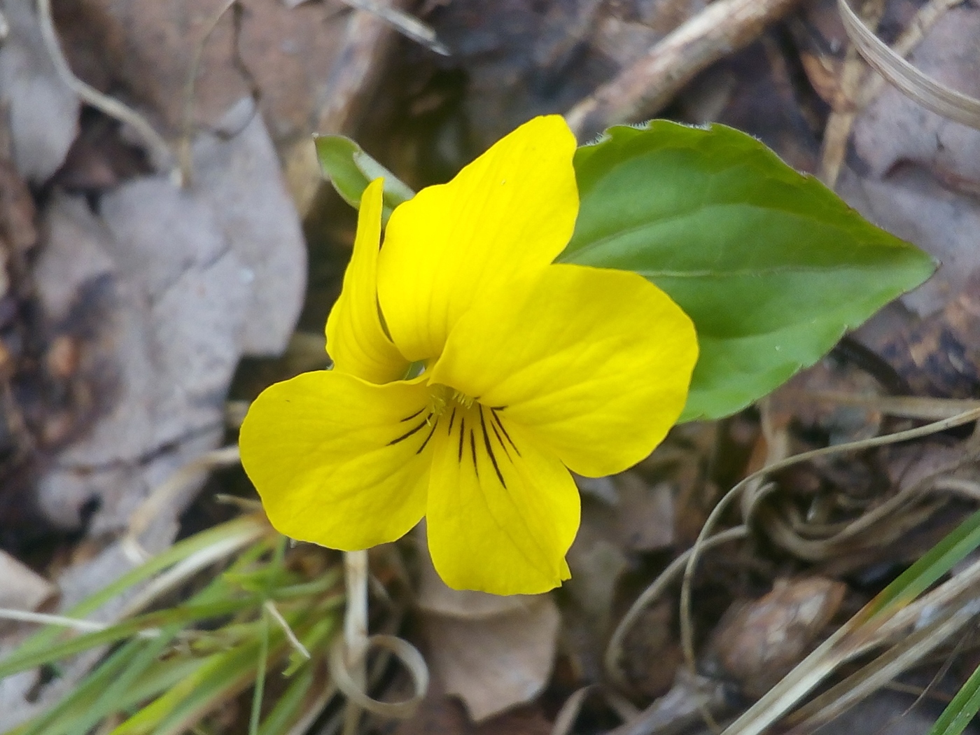 Image of Viola xanthopetala specimen.