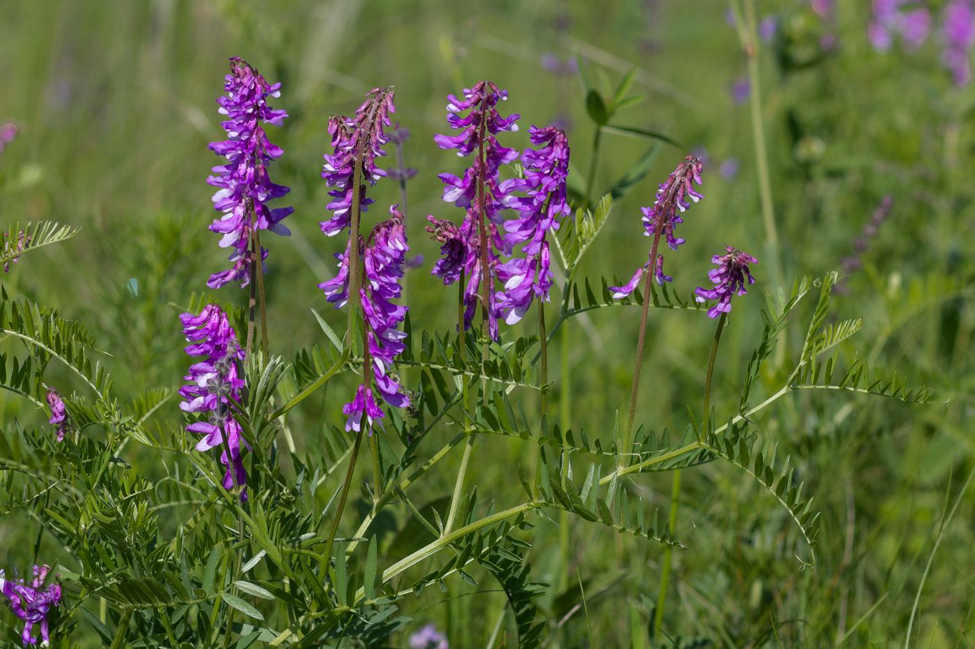 Image of Vicia tenuifolia specimen.