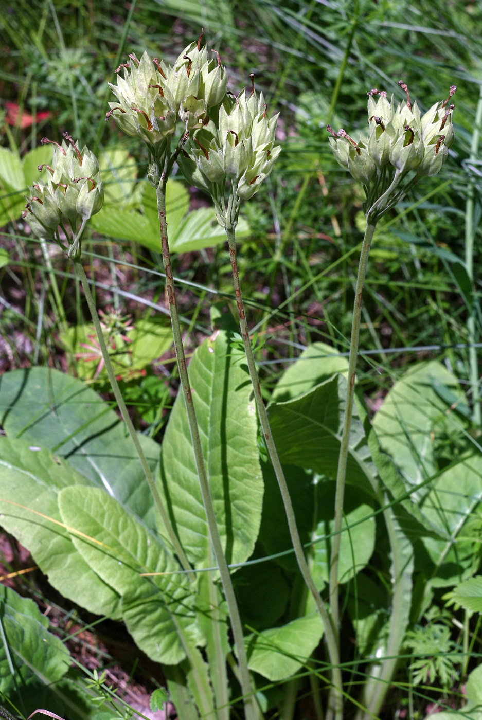 Image of Primula veris specimen.