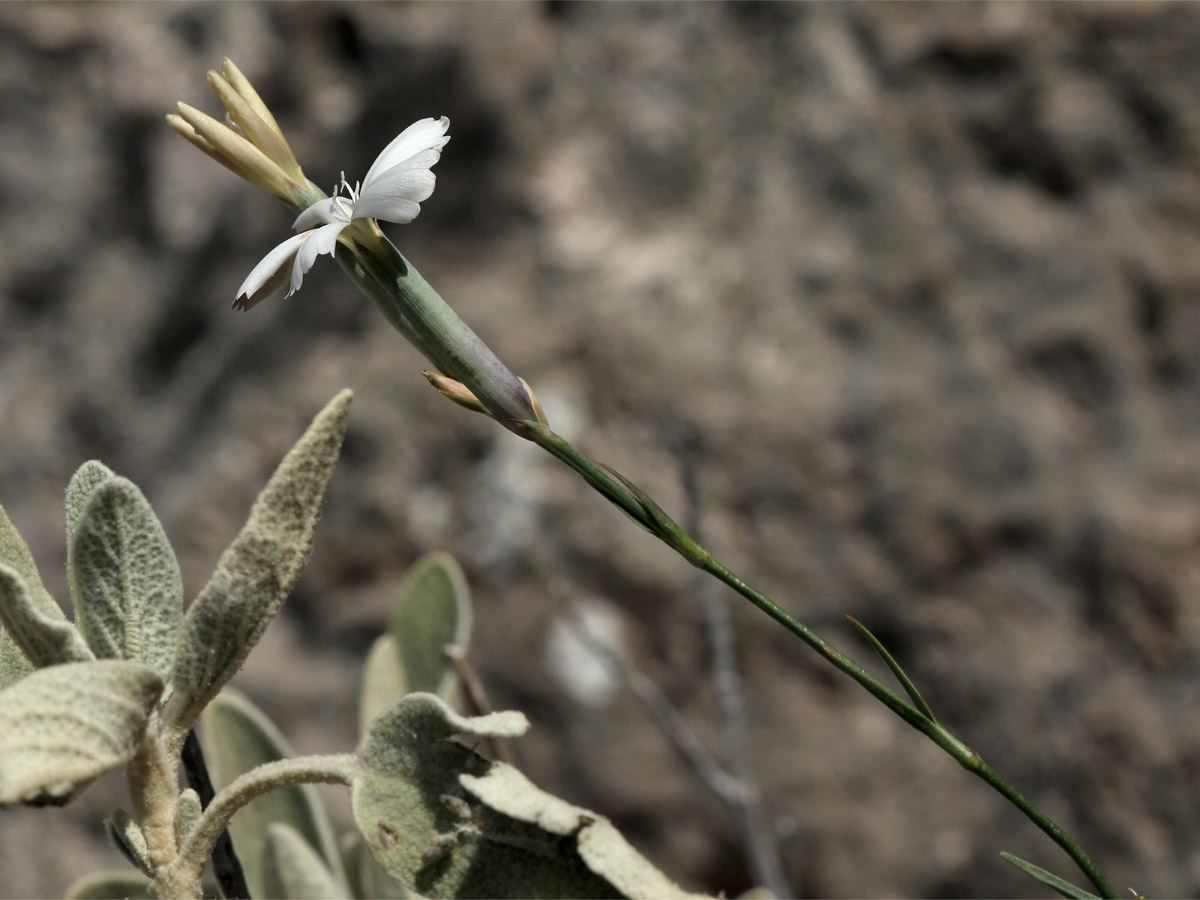 Изображение особи Dianthus xylorrhizus.