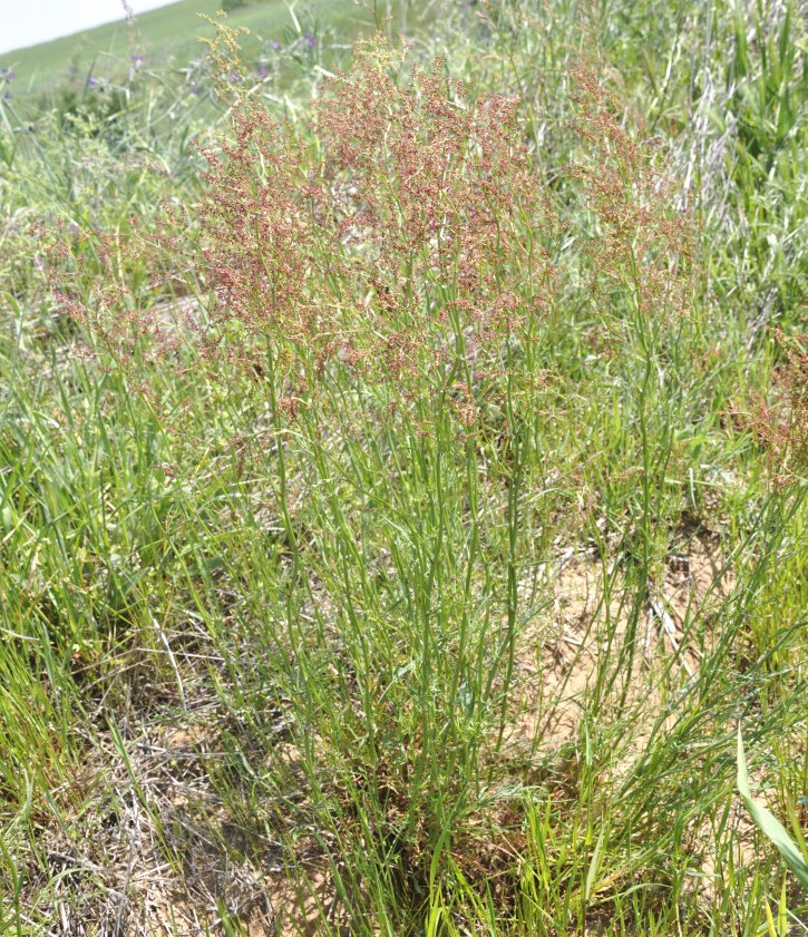 Image of Rumex acetosella specimen.