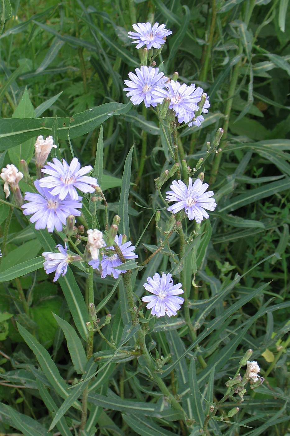 Изображение особи Lactuca tatarica.