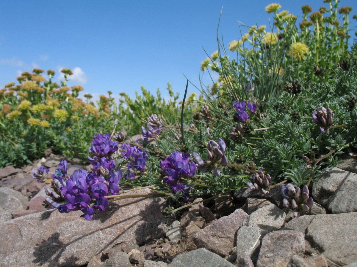 Image of Oxytropis immersa specimen.