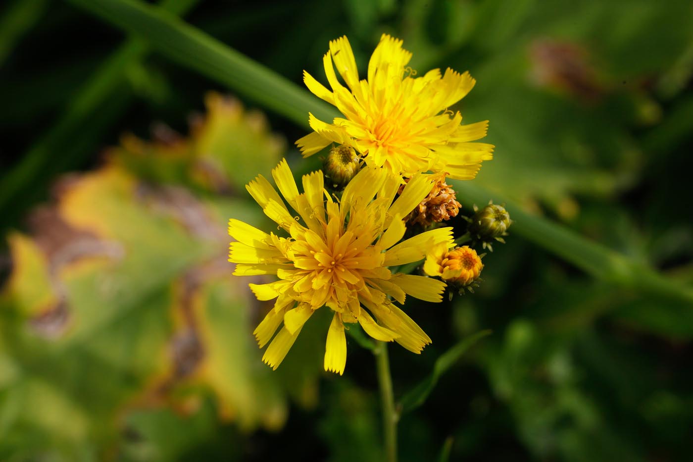 Изображение особи род Hieracium.