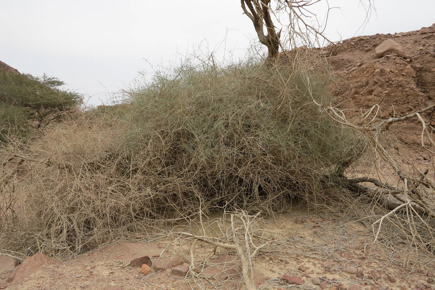 Image of Ephedra foliata specimen.