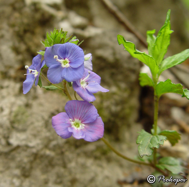 Image of Veronica umbrosa specimen.