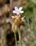 Petrorhagia prolifera