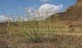 Chondrilla juncea. Цветущее и плодоносящее растение. Краснодарский край, Темрюкский р-н, гора Дубовый Рынок, злаково-разнотравный луг. 03.09.2017.