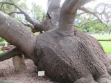 Brachychiton rupestris. Ствол и нижние ветви. Австралия, г. Сидней, ботанический сад. 30.03.2016.