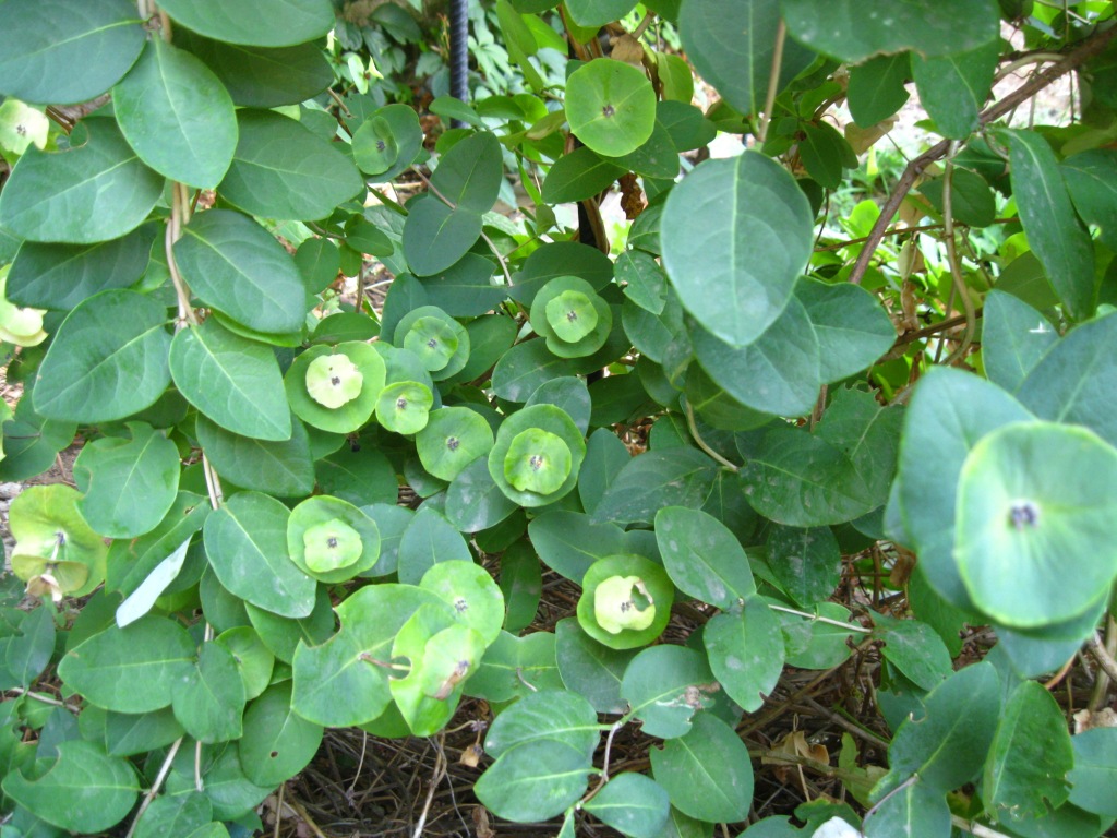 Изображение особи Lonicera caprifolium.