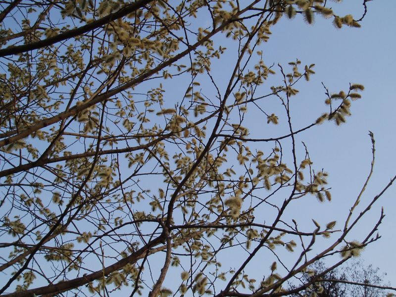 Изображение особи Salix caprea.
