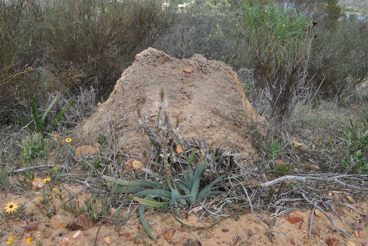 Image of Trachyandra falcata specimen.