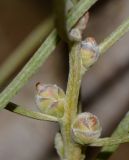 Hakea scoparia