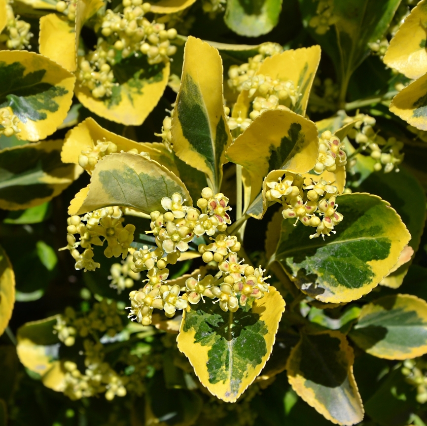 Изображение особи Euonymus japonicus.