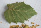 Betula papyrifera. Лист (вид с нижней стороны) и плоды-орешки с семенными чешуями. Нижний Новгород, газон, в культуре. 24.10.2017.