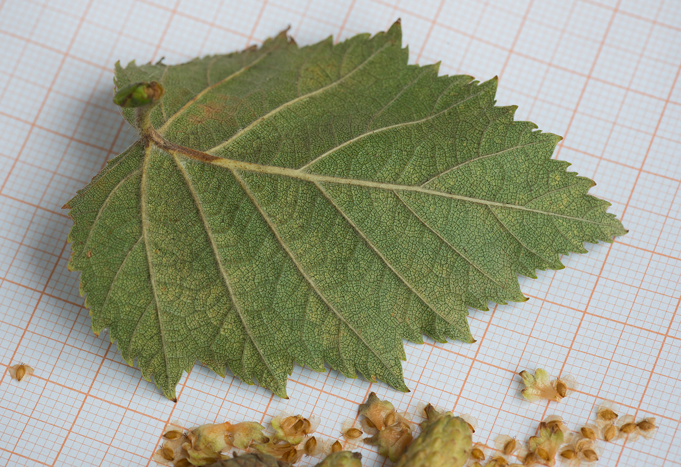 Image of Betula papyrifera specimen.