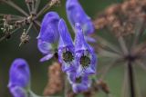 Aconitum volubile