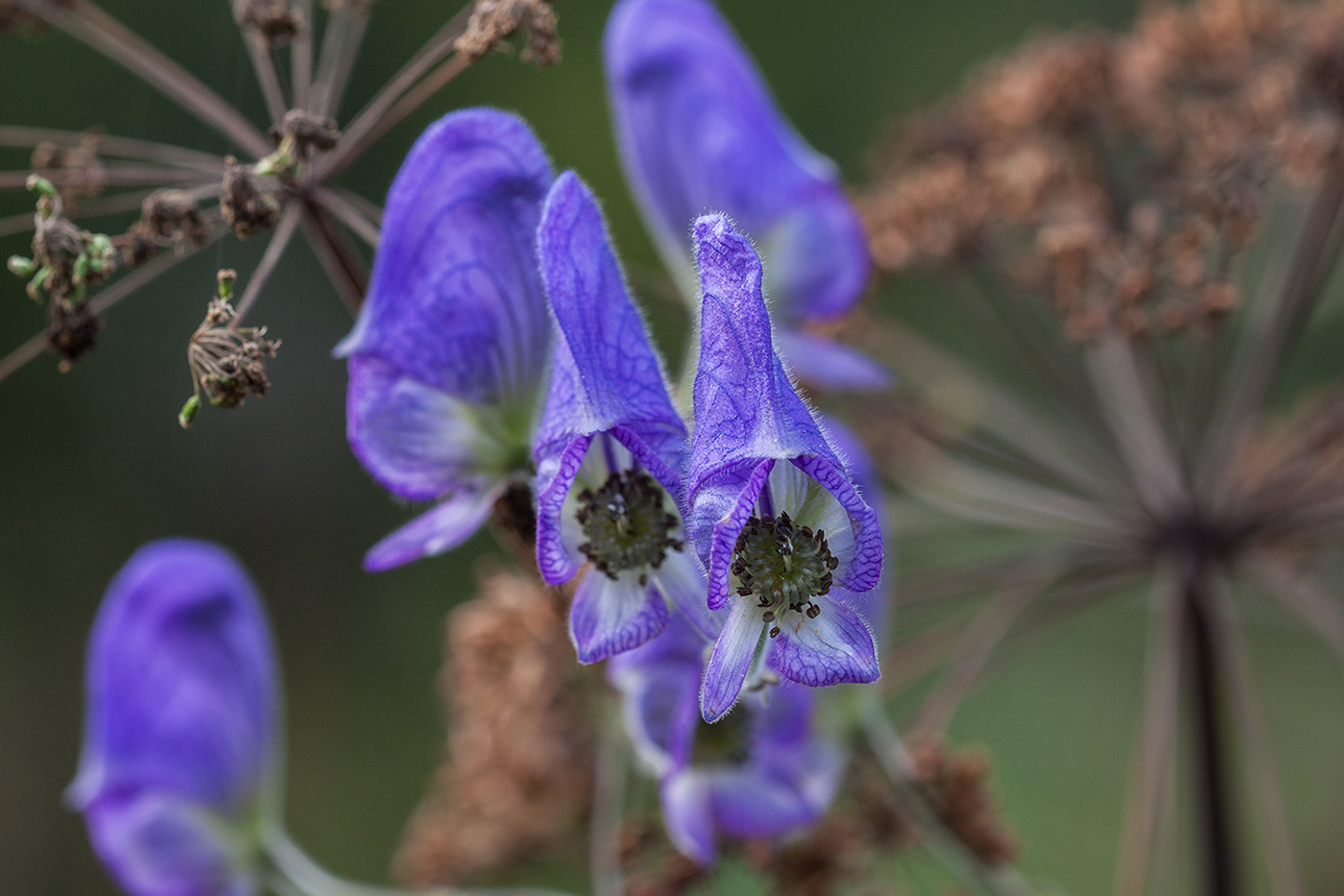 Изображение особи Aconitum volubile.