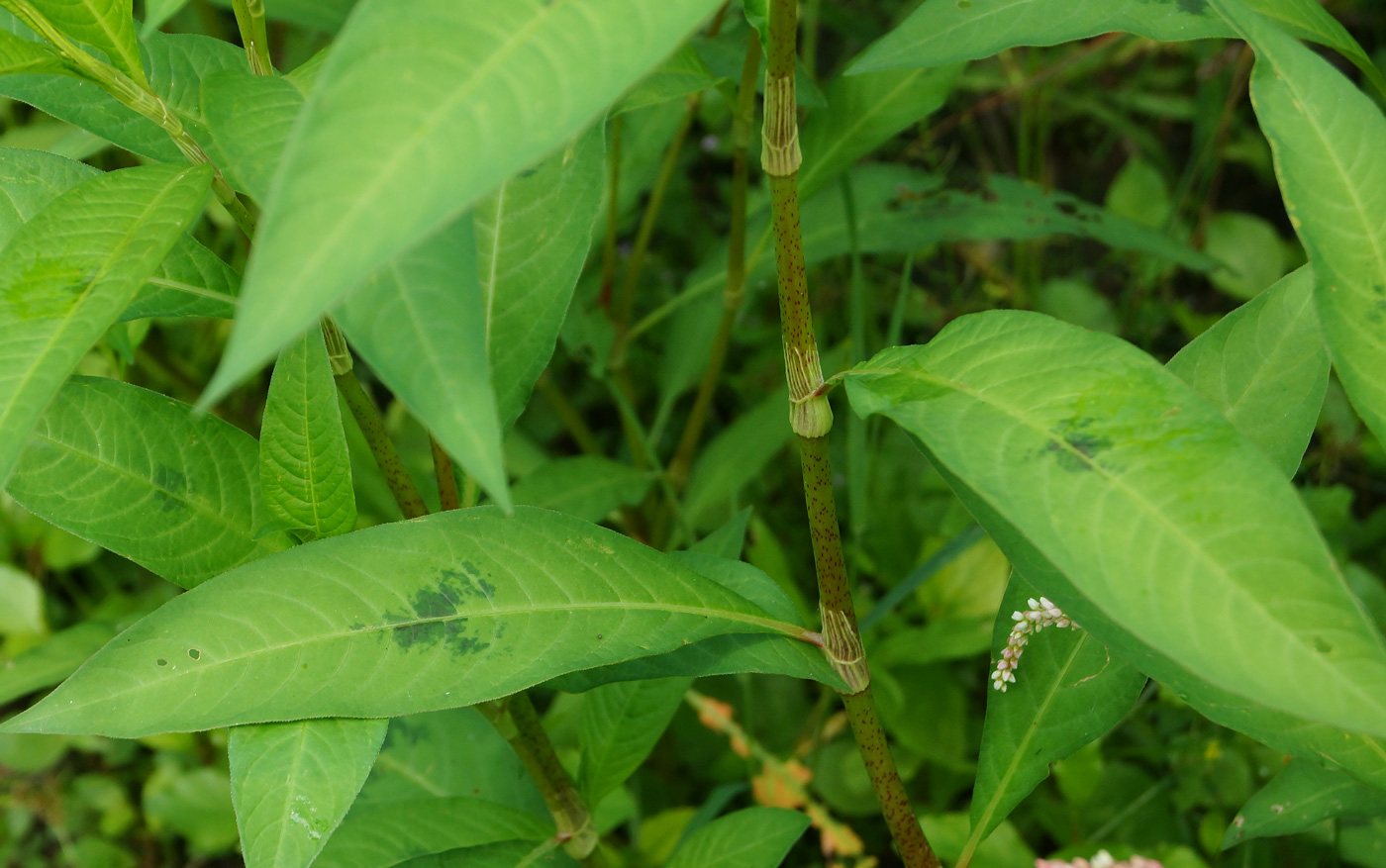 Image of Persicaria lapathifolia specimen.