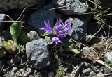 Campanula glomerata. Цветущее растение. Таджикистан, Фанские горы, верховья р. Чапдара, ≈ 2800 м н.у.м., осыпающийся каменистый склон. 30.07.2017.