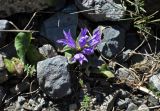 Campanula glomerata