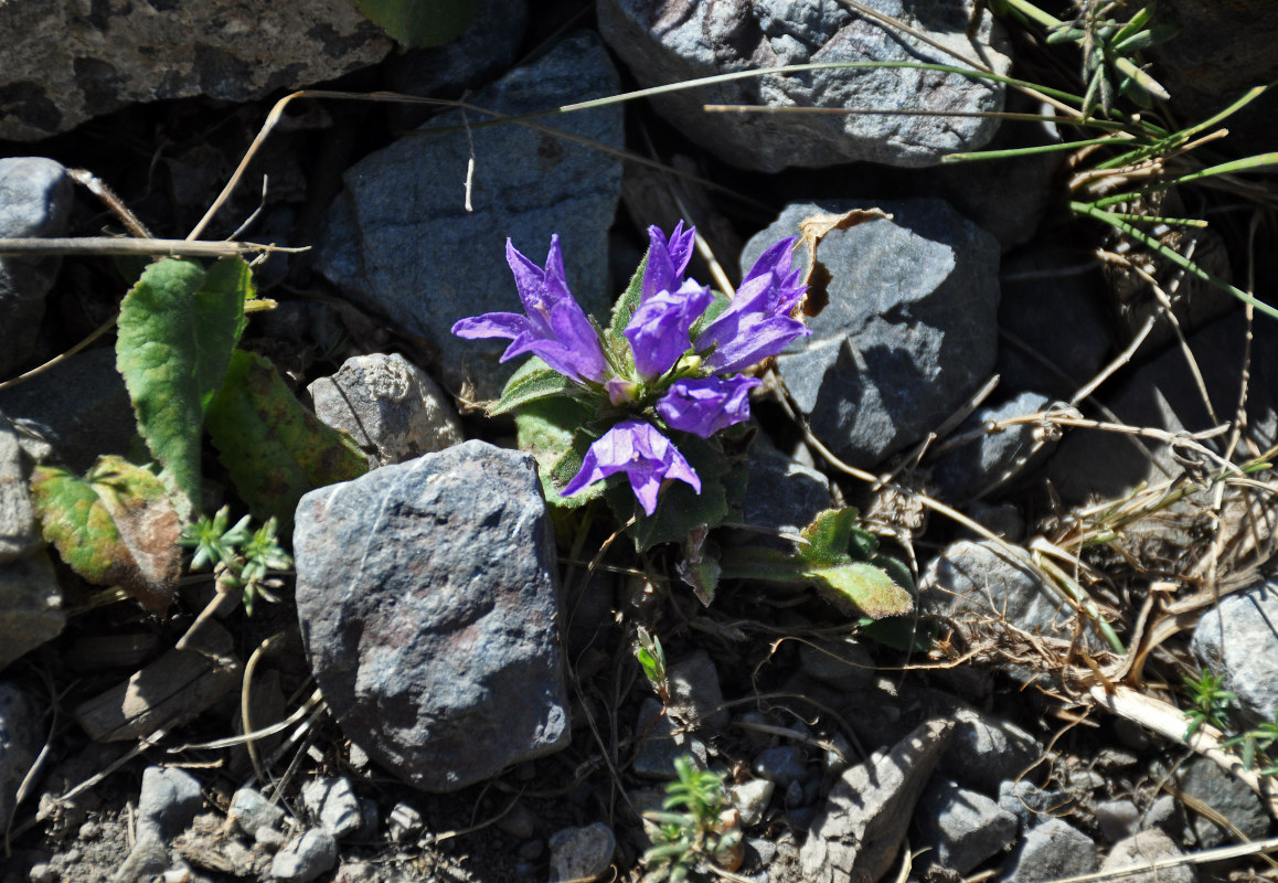 Изображение особи Campanula glomerata.