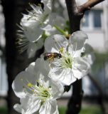 Image of taxon representative. Author is Василий Гелюта