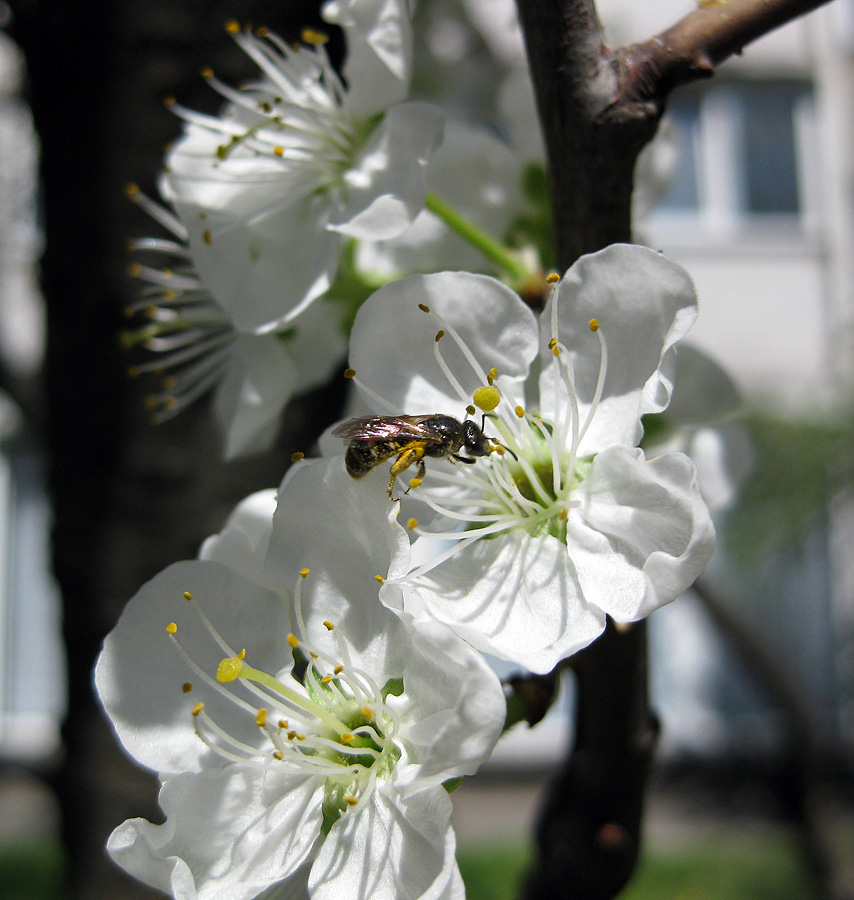 Image of Prunus domestica specimen.