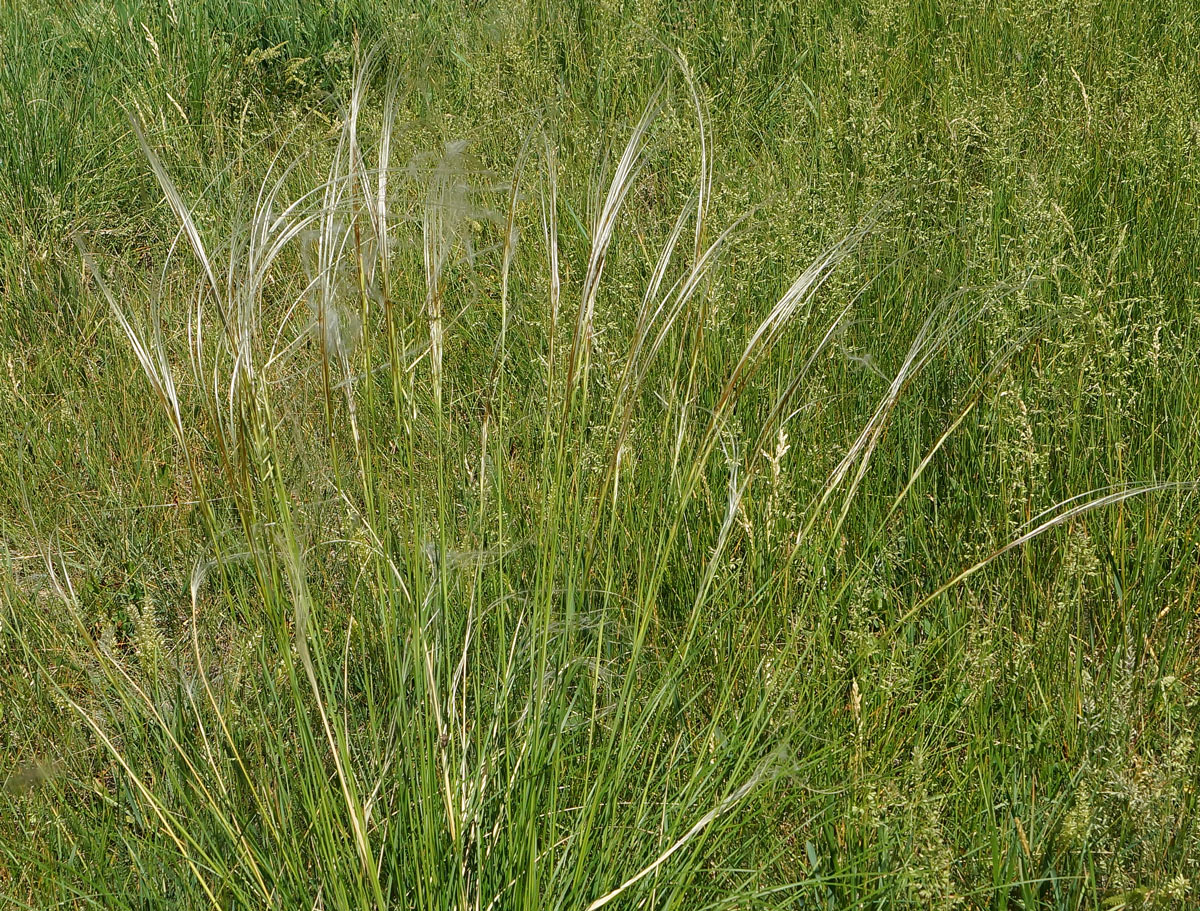 Изображение особи род Stipa.