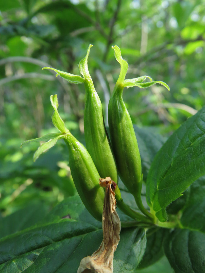 Image of Weigela middendorffiana specimen.