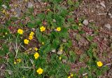 Potentilla anserina