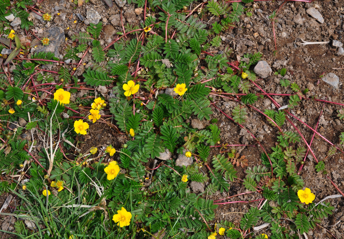 Изображение особи Potentilla anserina.