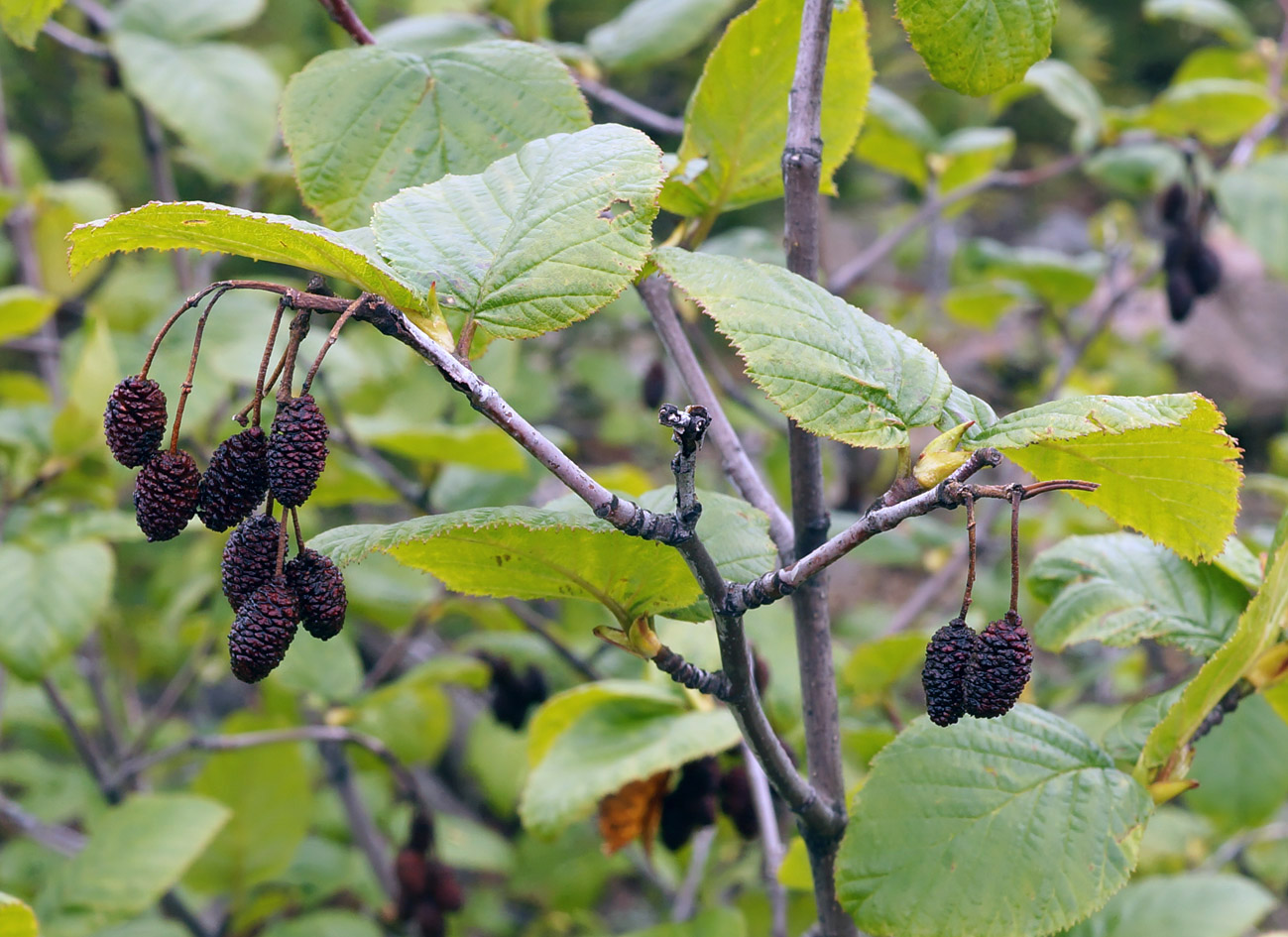 Изображение особи Duschekia fruticosa.