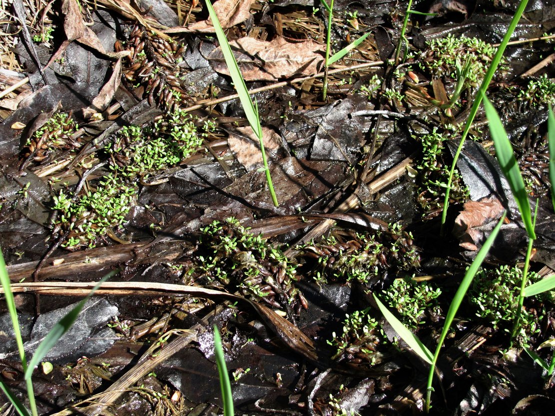 Image of Salix pentandra specimen.