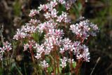 Micranthes nudicaulis. Соцветия. Чукотка, побережье бухты Провидения. 05.08.2009.