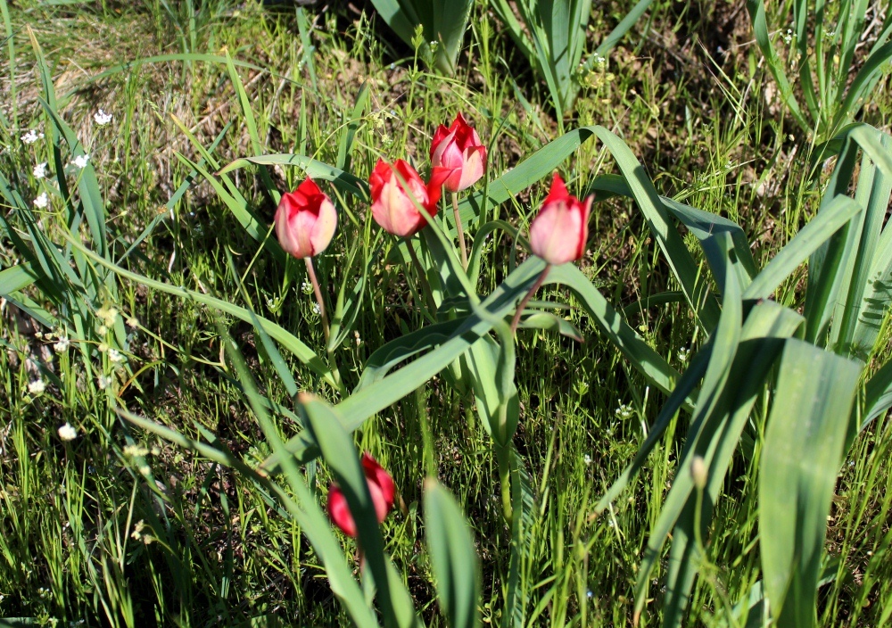 Изображение особи род Tulipa.