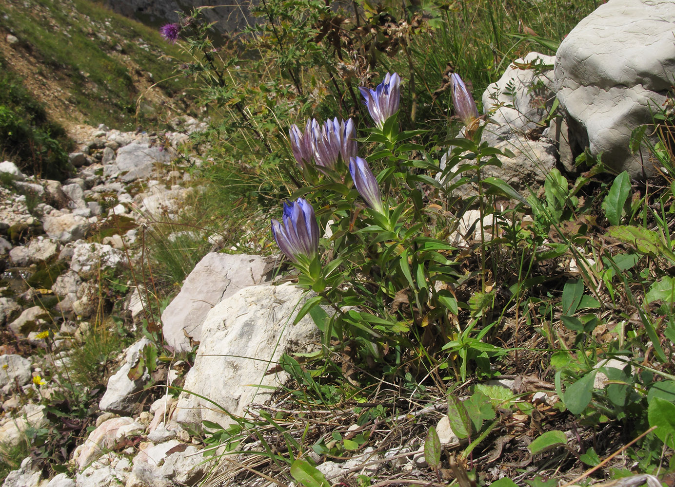 Изображение особи Gentiana septemfida.