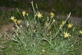 Tragopogon graminifolius