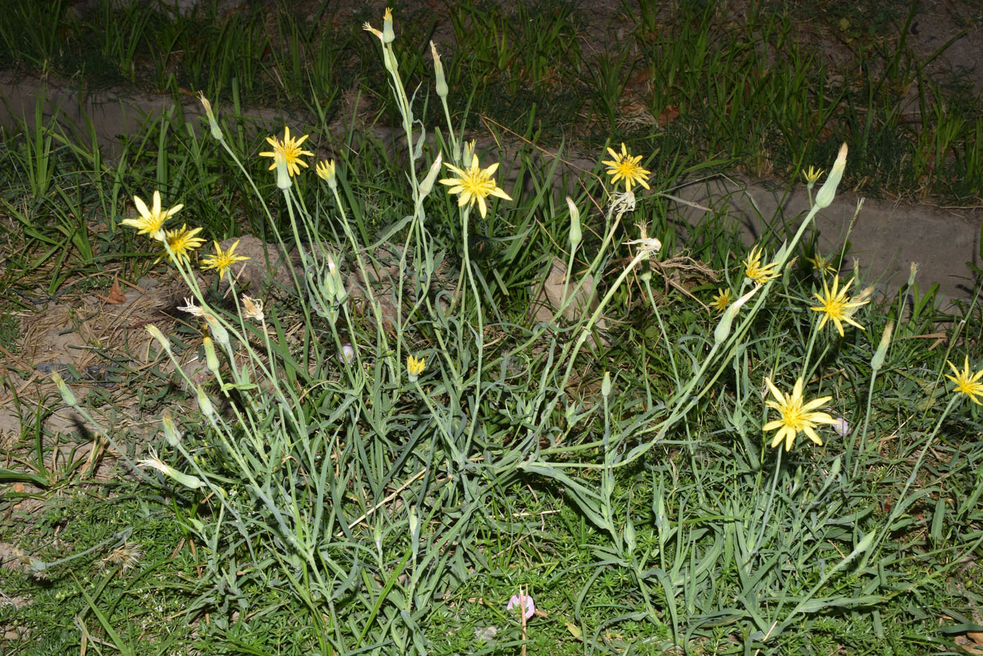 Изображение особи Tragopogon graminifolius.