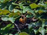 Actinidia chinensis var. deliciosa
